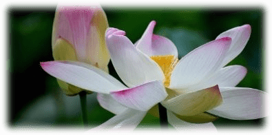 Seerose Gelassenheit, Ruhe, Psychotherapie Aschaffenburg